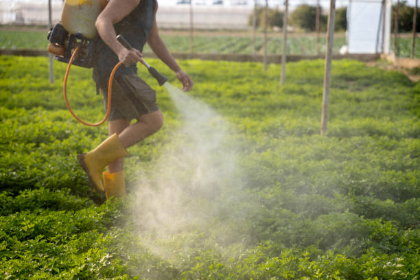 Wasp Removal Services in Stock Island, FL