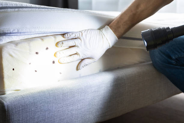Flea Control Services in Stock Island, FL