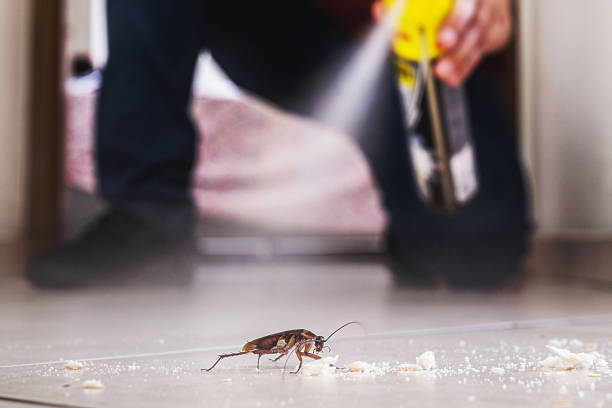 Insect Control in Stock Island, FL